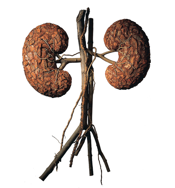 kidneys.jpg